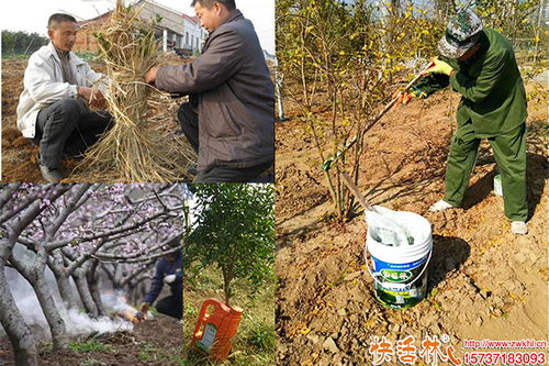 树木容易冻伤怎么办 树防冻有什么好方法