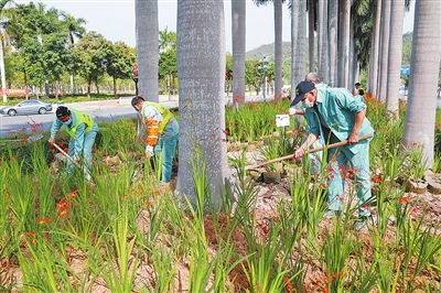 珠海市日常绿化管养已基本恢复正常作业确保市容整洁