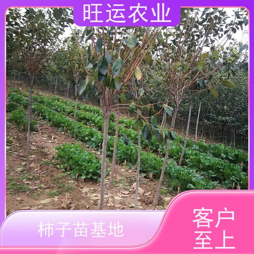 园林绿化工程配植苗 黄黄山楂苗 产量高 批量供应 旺运农业苗木