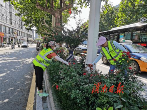 市园林绿化处加大绿化管护力度